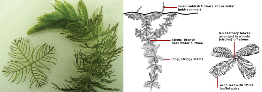 Eurasian watermilfoil